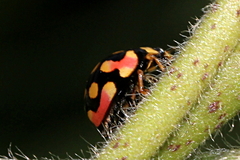 Cheilomenes sulphurea