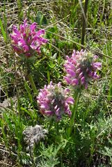Pedicularis dasystachys