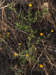 Anacyclus valentinus