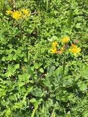 Tephroseris longifolia