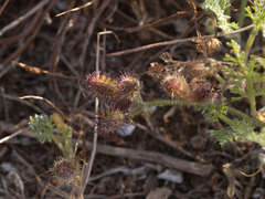 Daucus pumilus