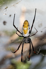 Trichonephila inaurata madagascariensis