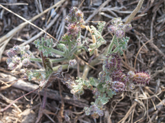 Daucus pumilus