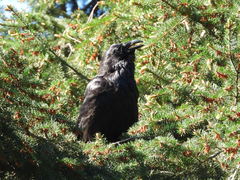 Corvus corax principalis