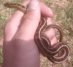 Thamnophis scalaris