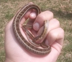 Thamnophis scalaris