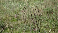Pedicularis dasystachys