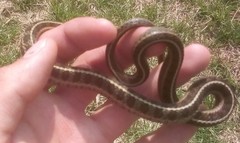 Thamnophis scalaris
