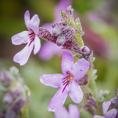 Jamesbrittenia pristisepala