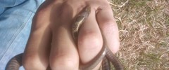 Thamnophis scalaris