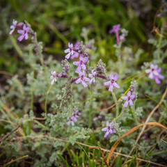 Jamesbrittenia pristisepala