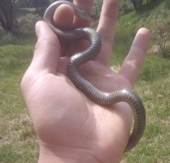 Thamnophis scalaris