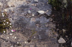 Polygala peduncularis