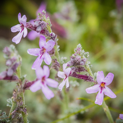 Jamesbrittenia pristisepala
