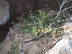Daucus pumilus
