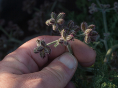 Daucus pumilus