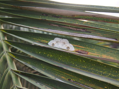 Problepsis eucircota