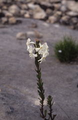 Chascanum