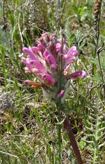 Pedicularis dasystachys