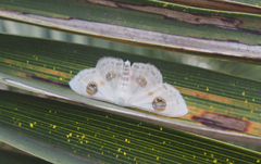 Problepsis eucircota