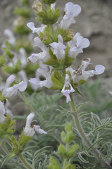 Salvia scabiosifolia