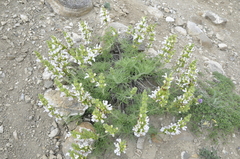 Salvia scabiosifolia