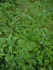 Polygonatum × hybridum