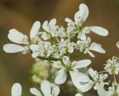 Bifora radians