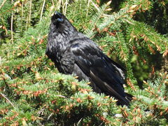 Corvus corax principalis