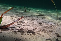 Brigg's Northern Pipefish photo 4