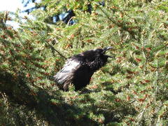 Corvus corax principalis