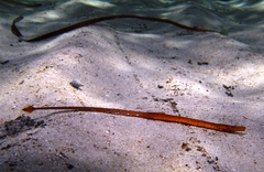 Brigg's Northern Pipefish photo 2