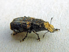 Platyrhinus resinosus