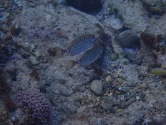 Siganus spinus