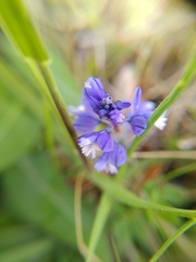 Polygala calcarea