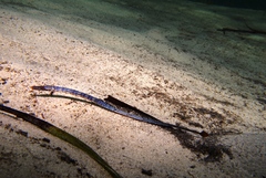 Brigg's Northern Pipefish photo 3