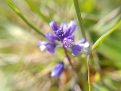 Polygala calcarea