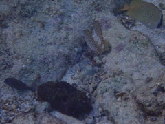 Siganus spinus