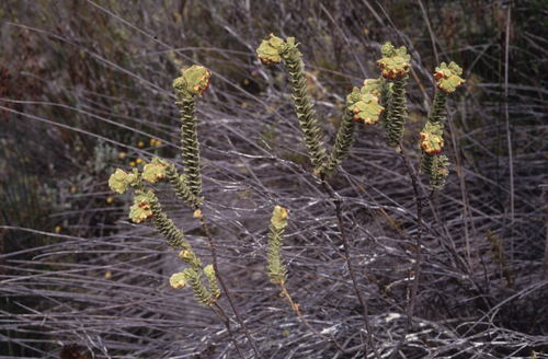 Image of Hermannia trifoliata by (c) Tom Lloyd Evans, some rights reserved (CC BY-SA)
