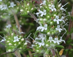 Thymus baeticus