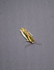 Earias huegeliana