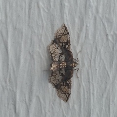 Omphisa anastomosalis