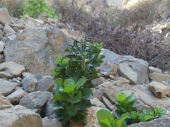 Proustia cuneifolia tipia