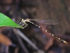Platystictidae