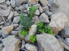 Proustia cuneifolia tipia