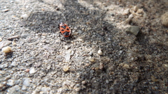 Pyrrhocoris apterus