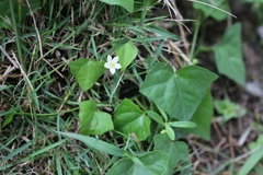 Zehneria japonica