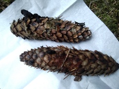 Piceomphale bulgarioides