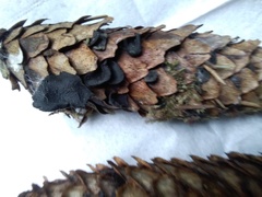 Piceomphale bulgarioides