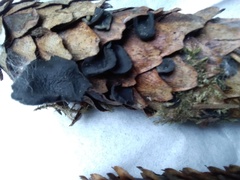 Piceomphale bulgarioides